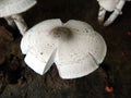 Large edible fully matured Mushrooms grown in my garden